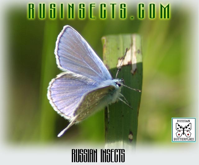 Click to enter Russian Insects website