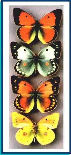 Colias caucasica