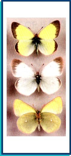 Colias chippewa