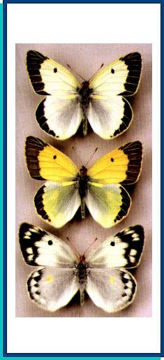 Colias chlorocoma