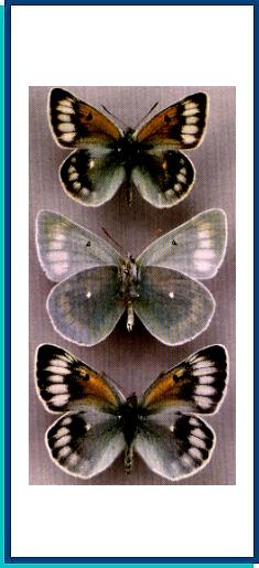 Colias christophi