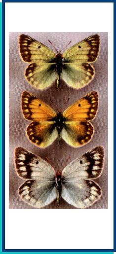 Colias cocandica