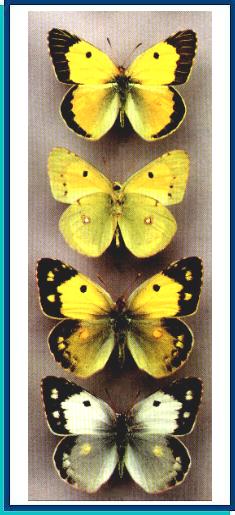 Colias crocea