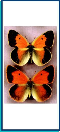 Colias draconis