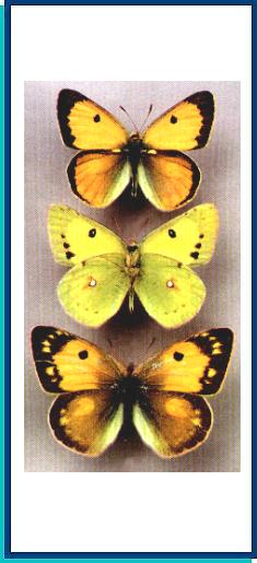 Colias fieldii