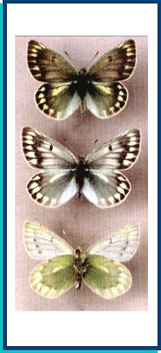 Colias nastes
