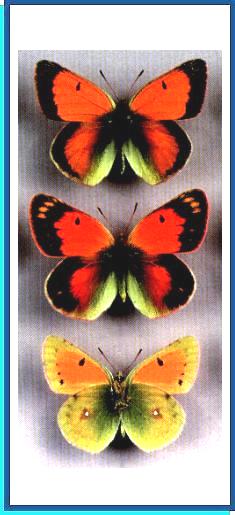 Colias regia
