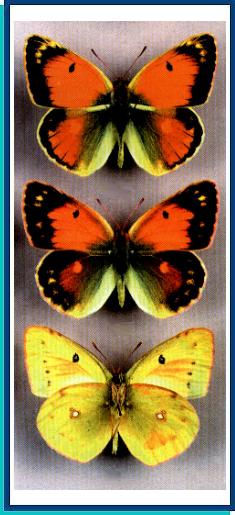 Colias romanovi