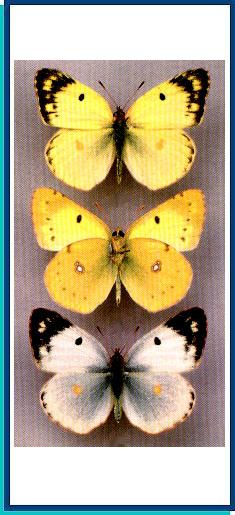 Colias sareptensis