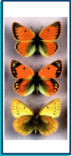 Colias staudingeri