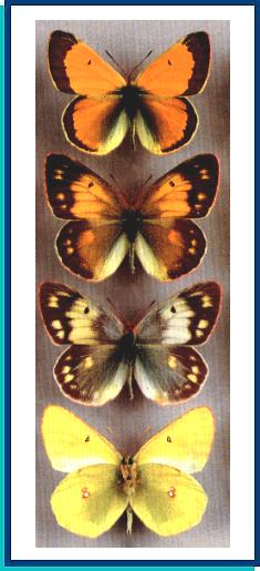 Colias viluiensis