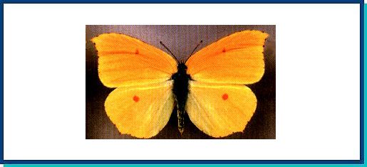 Gonepteryx amintha