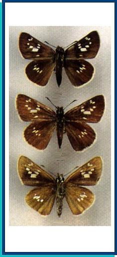  Polytremis pellucida (Murray, 1875) 