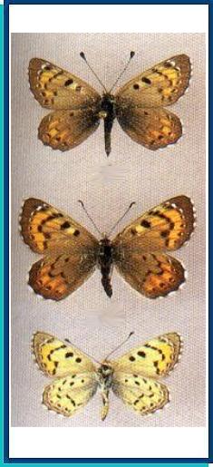  Polycaena tamerlana  