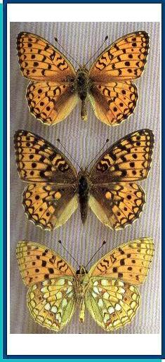 Argynnis niobe (Linnaeus, 1758) 