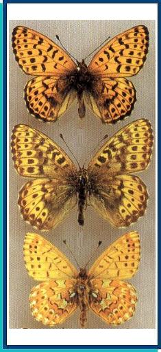  Clossiana erda (Christoph, 1893) 