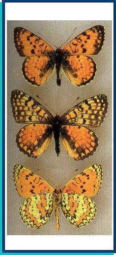  Melitaea kotshubeji Sheljuzhko, 1929 