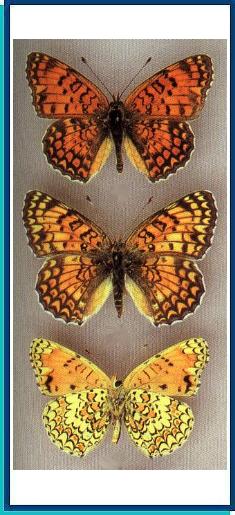  Melitaea (phoebe) pseudosibina Alberti, 1969 