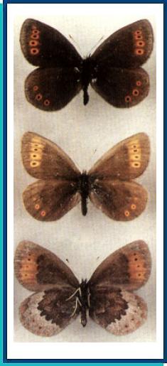    Erebia dabanensis   Erschoff, [1871]    