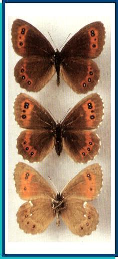    Erebia ligea  (Linnaeus, 1758)    