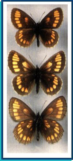    Erebia theano   (Tauscher, 1806)    