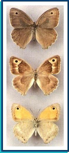    Hyponephele interposita   (Erschoff, 1874)    