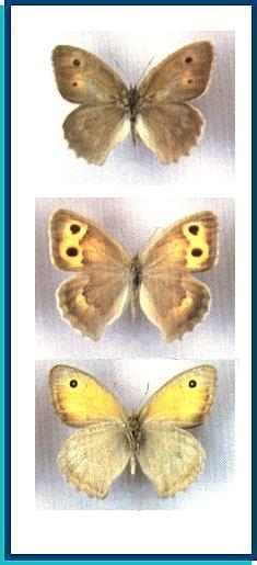   Hyponephele dzhungarica   Samodurov, 1996     